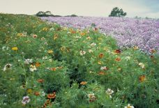 菲英村-欧登塞-doris圈圈
