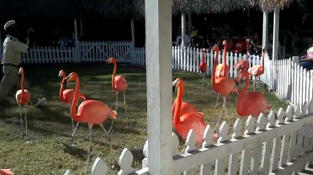 Ardastra Gardens, Zoo and Conservation Center