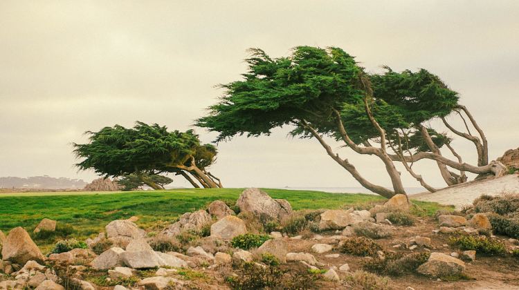 4-Day San Francisco Tour from Los Angeles · 17-Mile Drive, San Francisco City Tour and Yosemite National Park