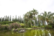 夏威夷热带植物园-夏威夷岛-doris圈圈