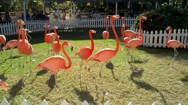 Ardastra Gardens, Zoo and Conservation Center