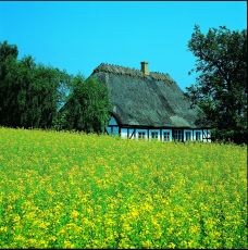 菲英村-欧登塞-doris圈圈
