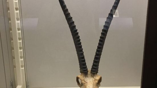 Macleay Museum