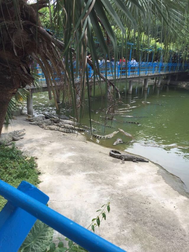 Chimelong Bird Park