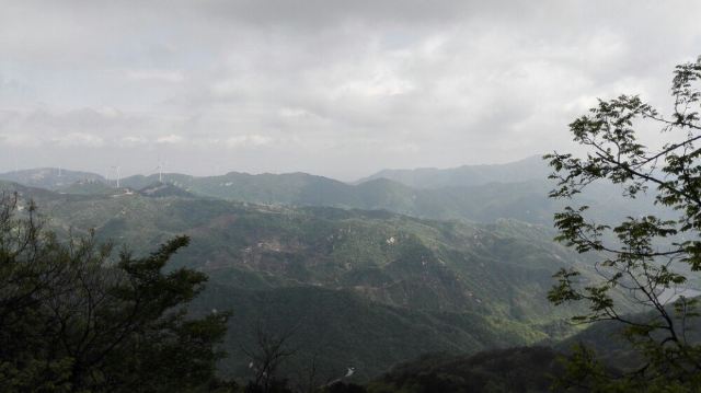 수탉 산