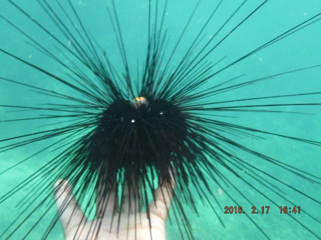 Koh Khai Nok
