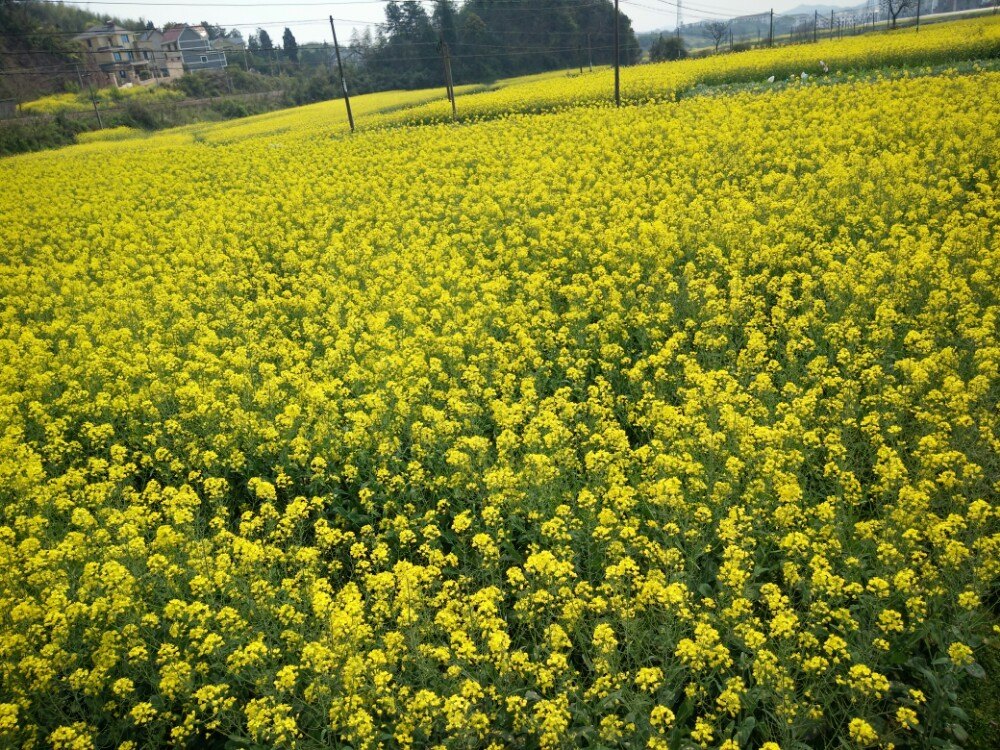 建德草莓苑