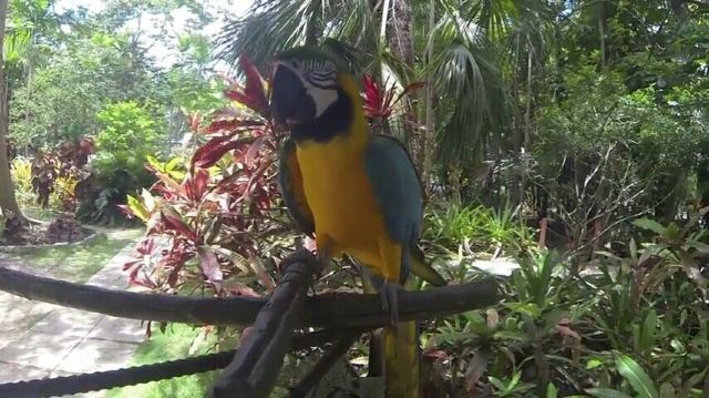 Ardastra Gardens, Zoo and Conservation Center