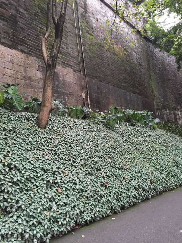 Yuexiu Park