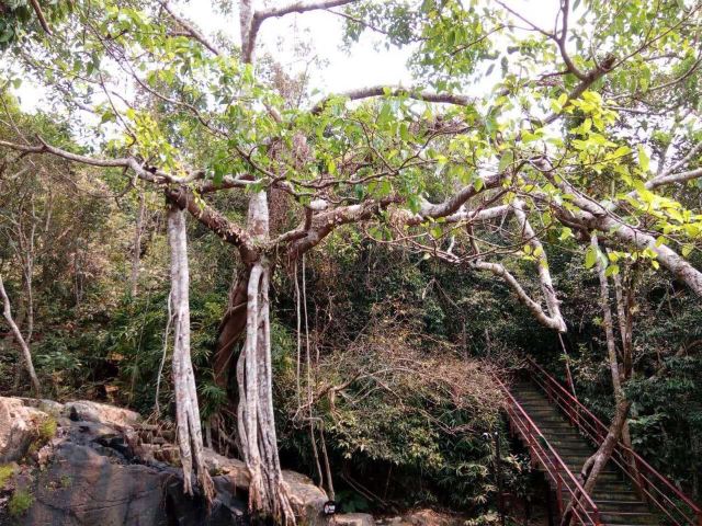 Yanoda Rainforest Cultural Tourism Zone
