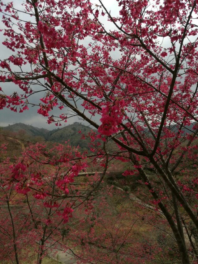 신펑잉화위