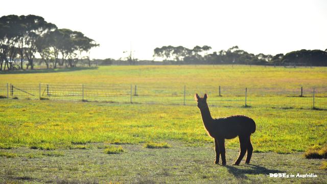 Clifford's Honey Farm