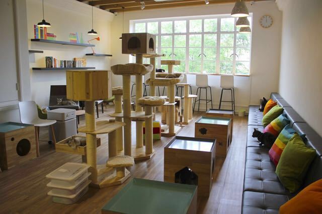 The Cat Cafe travel guidebook –must visit attractions in Singapore – The Cat Cafe nearby recommendation – Trip.com