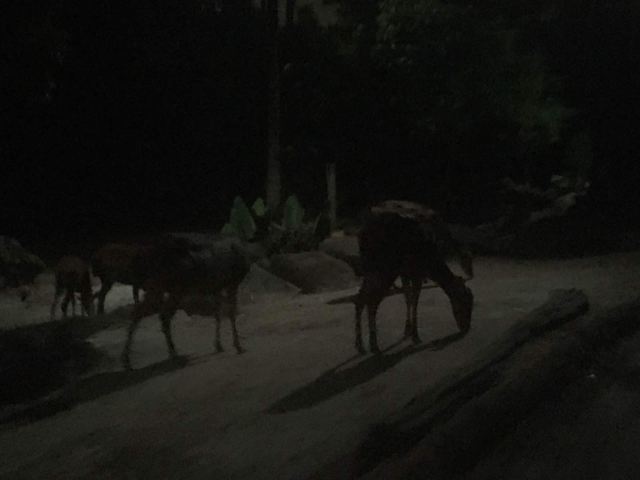Night Safari