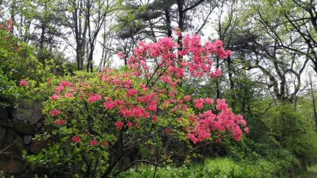 수탉 산