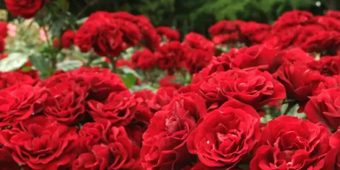 玫瑰莊園（江姐大道店）