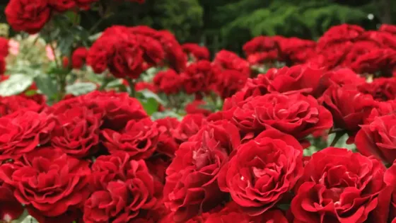 玫瑰莊園（江姐大道店）