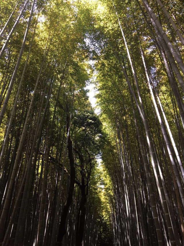 嵐山