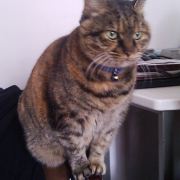 杜马盖地宇文述