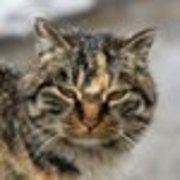 猫猫如