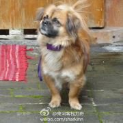 丽江束河方舟客栈