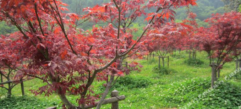 诸暨泄源张光农家乐图片