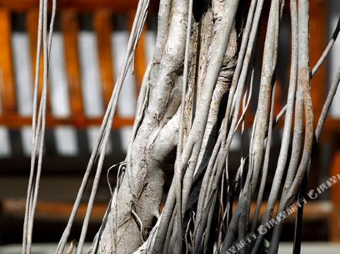 地址(位置,怎么去,怎么走):  云南省大理白族自治州大理市文献路146号