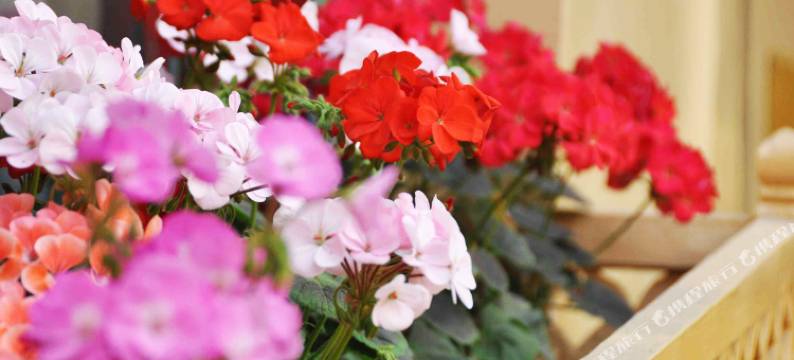 拉萨八宝宾馆(八廓街大昭寺店)图片