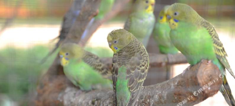 海口鸿洲埃德瑞皇家园林酒店(美兰机场店)图片