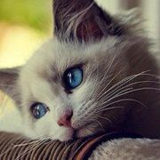 荷叶猫洗脸