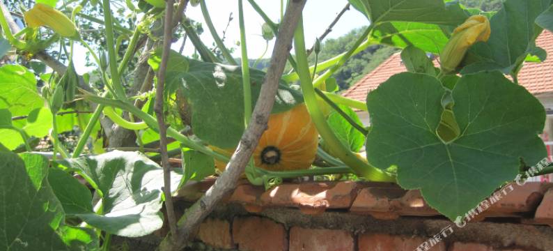 宽甸聚贤农家院图片