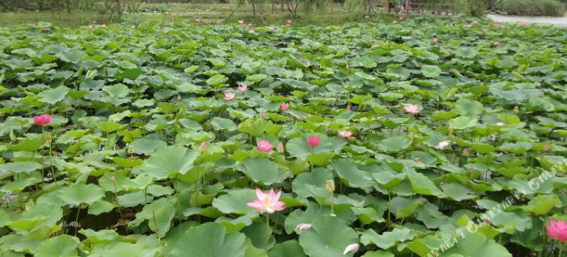 日照言晨渔家酒店图片