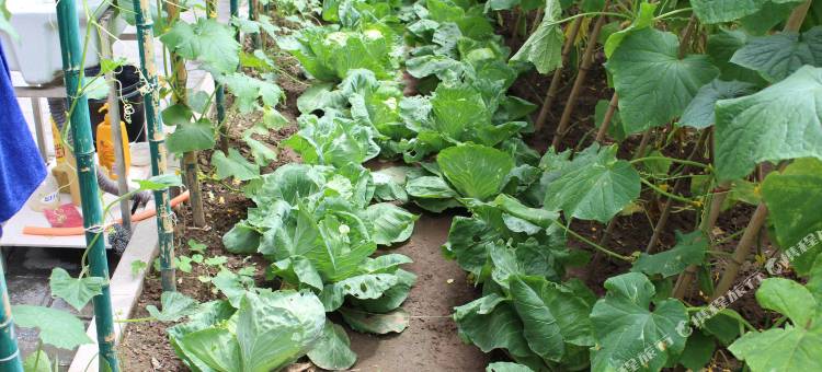 北京白河湾田园农家院图片