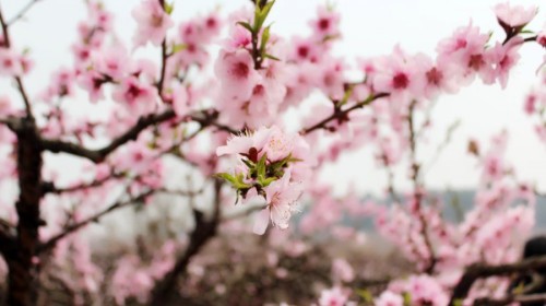 枝江安福寺桃花缘