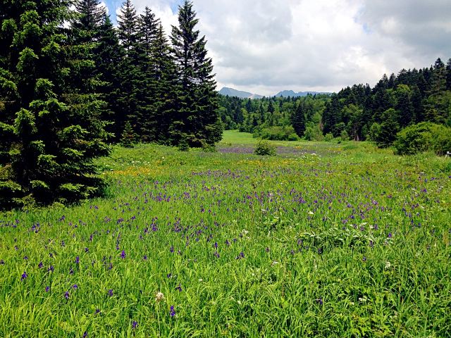 West Slope of Changbai Mountain Scenic Area