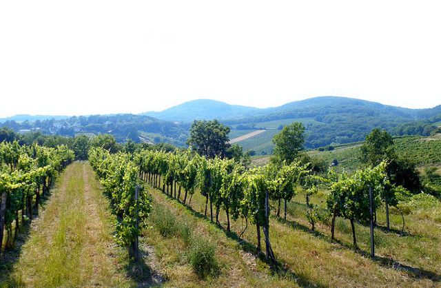 Kahlenberg