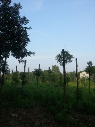 洪湖悦兮半岛三日游