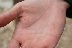 墨尔本游记图片] 独行澳大利亚之十墨尔本洗沙淘金（推荐）