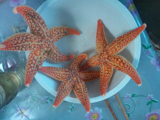 一轮骄阳升日照,二夜美梦伴海涛,三天渔家海鲜饱,朋友同行多欢笑。