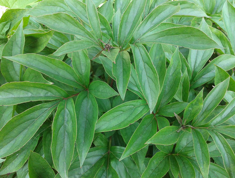 唯有芍药敢于牡丹比高下