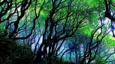 华顶国家森林公园-天台-赖宝小乖