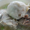 石家鱼丸