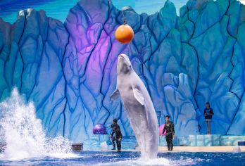 珠海长隆海洋王国+企鹅酒店/横琴湾酒店｜②日无限次入园【中文司导，全程中文沟通翻译无压力！专业行程规划师为您规划线路，合理出行少走冤枉路。】