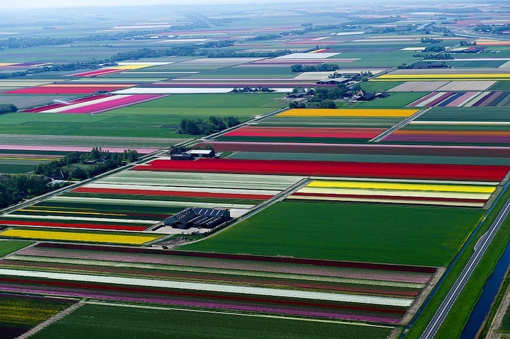 郁金香田地，荷兰  从高空往下看，这片大地就像一幅五彩斑斓生动有力的抽象画。事实上，这正是荷兰郁金香