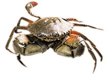 凯恩斯美食图片-澳洲泥蟹