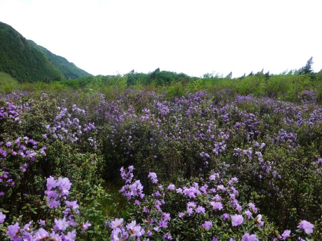 北山國家森林公園