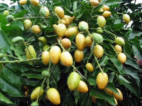 三亚水果盛宴--了解它,吃掉它,享受它