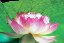君山野生荷花世界景点图片