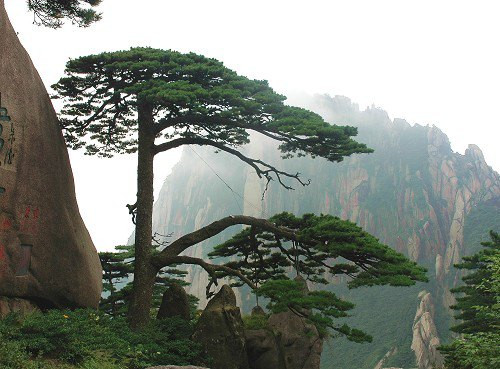 黄山归来不看松