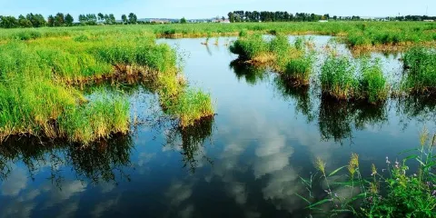 白漁泡濕地公園